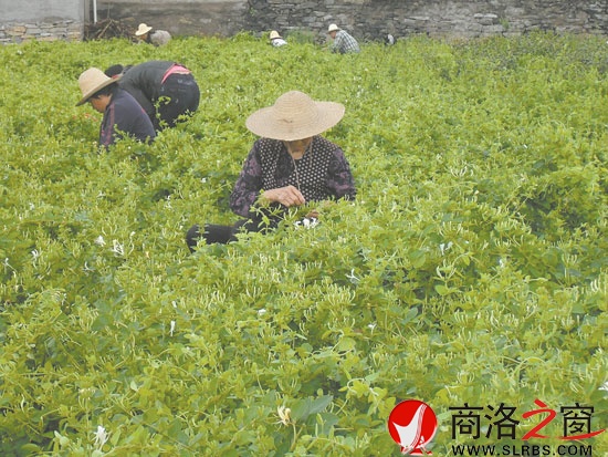 在市委宣傳部的幫扶下新建的100畝金銀花基地，增加了村民收入。