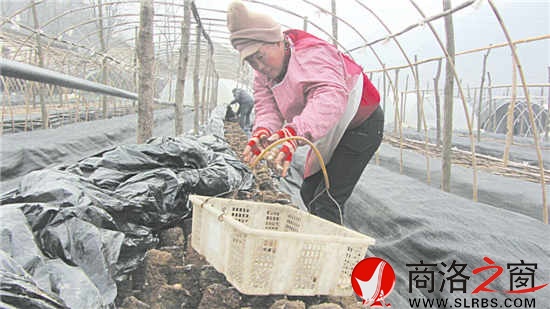 采摘香菇
