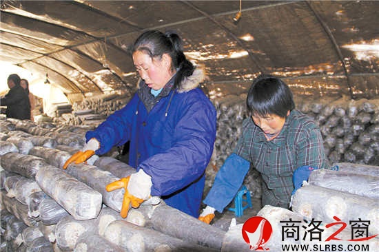 香菇大棚里，幾位村民正在忙碌地碼放料袋。香菇產(chǎn)業(yè)的發(fā)展，解決了當(dāng)?shù)財(cái)?shù)十名留守婦女的就業(yè)問題。