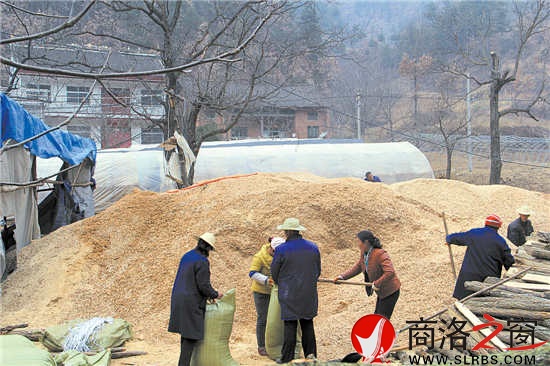 韓子坪村薪炭林資源豐富，群眾采取間伐或管護(hù)取枝的材料制作鋸末填充料袋，保證生產(chǎn)出味道鮮美的食用菌。