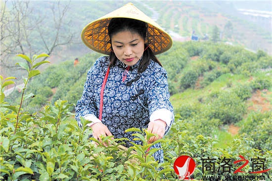 今年22歲的采茶女兼導(dǎo)游王蓉,把采茶當(dāng)成一種樂趣。