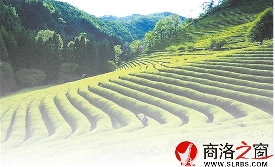 商南是陜西有名的產(chǎn)茶區(qū)，滿山遍野的茶樹就像是覆蓋在山上的綠毯子，成為農(nóng)民的綠色銀行。