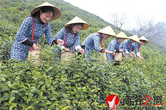 采茶時(shí)節(jié)，茶園與采茶女成為商南一道靚麗的風(fēng)景。