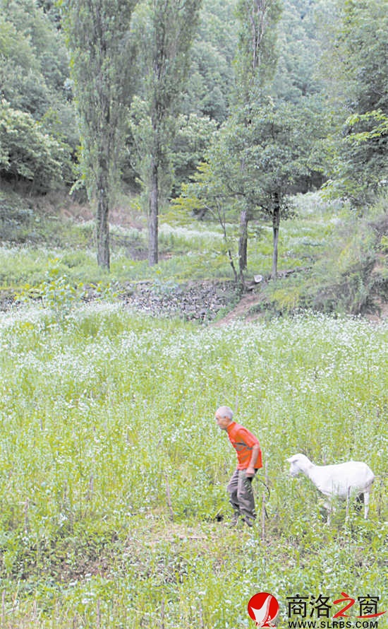 整個山坡有10多戶人家，戶戶大門緊鎖?？粗酒秸沟耐恋匾呀浕氖?，楊鳳良老人覺得有些可惜，養(yǎng)了10多只羊。他也成了這10多戶人家的看門人。