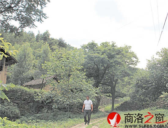 家鄉(xiāng)的這條路楊安平已走了多年，但他每次經過這里，都有一種深深的眷戀。