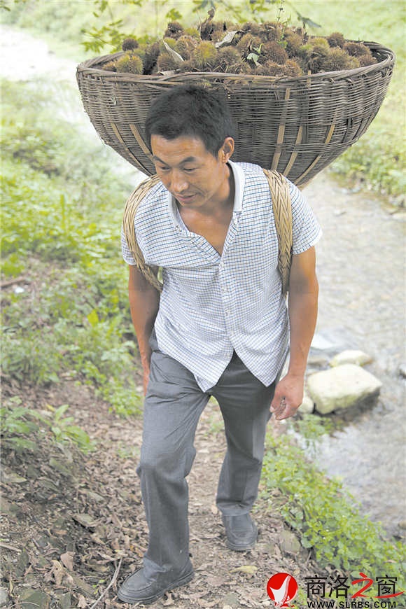 板栗收獲的艱辛，只有栗農(nóng)心里最清楚