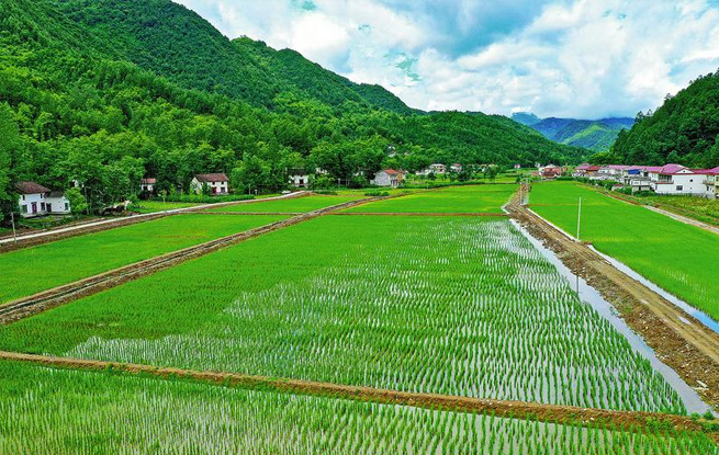 智慧水產(chǎn)養(yǎng)殖園生機盎然