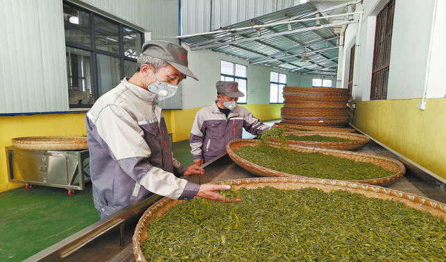 達(dá)仁鎮(zhèn)春茶搶“鮮”開采