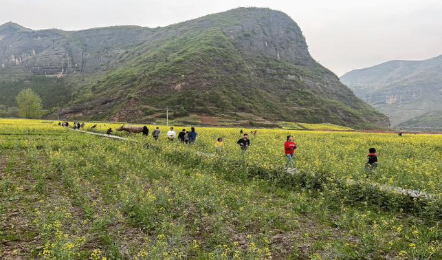 賞花經(jīng)濟(jì)釋放美麗效應(yīng)