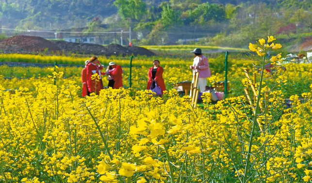 永樂街道廟坡村300多畝油菜花競(jìng)相綻放