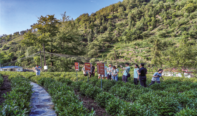 達仁鎮(zhèn) “兩片綠葉”托起群眾致富夢