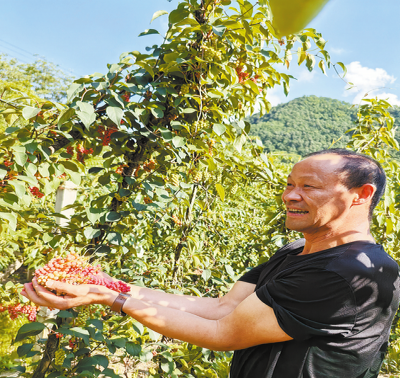 綠藤上結出“金串串”