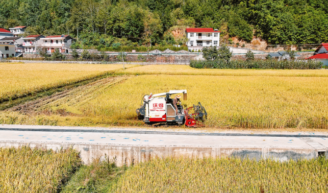 西川村水稻試驗(yàn)田喜獲豐收