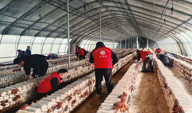 五福村 滑子菇豐收采摘忙