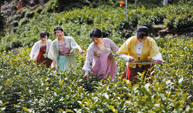 春到象園茶鄉(xiāng)美