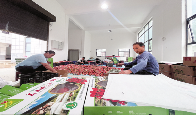 青樹村 黨建引領產(chǎn)業(yè)興