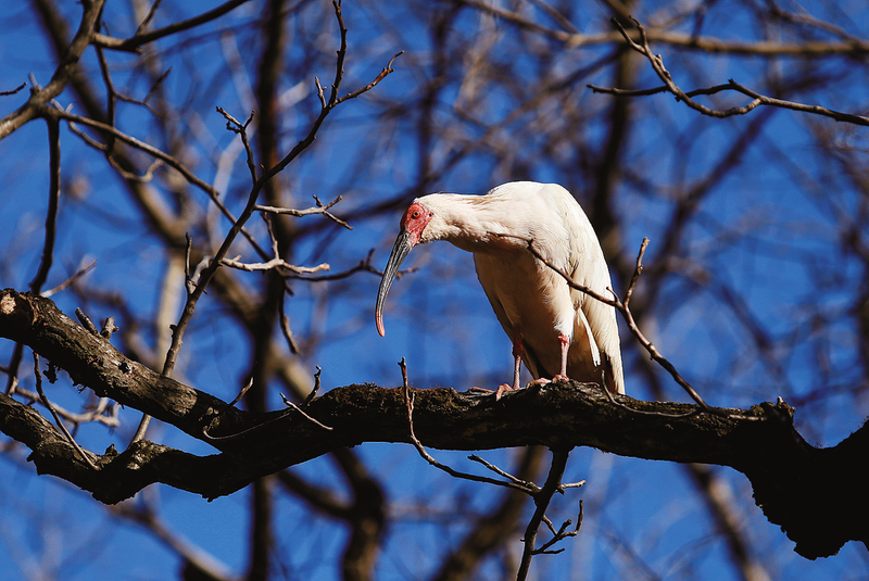 柞水首次發(fā)現(xiàn)國家一級保護(hù)動物朱鹮