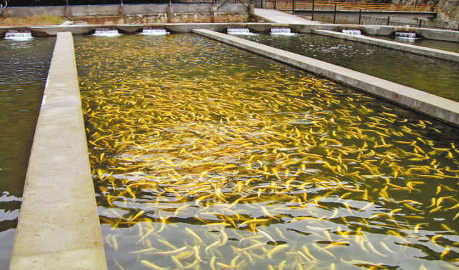立足生態(tài)資源優(yōu)勢 發(fā)展特色冷水魚產(chǎn)業(yè)