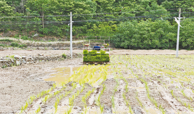 稻田披綠裝 增收新希望
